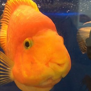 Meet your Posher, Sandra